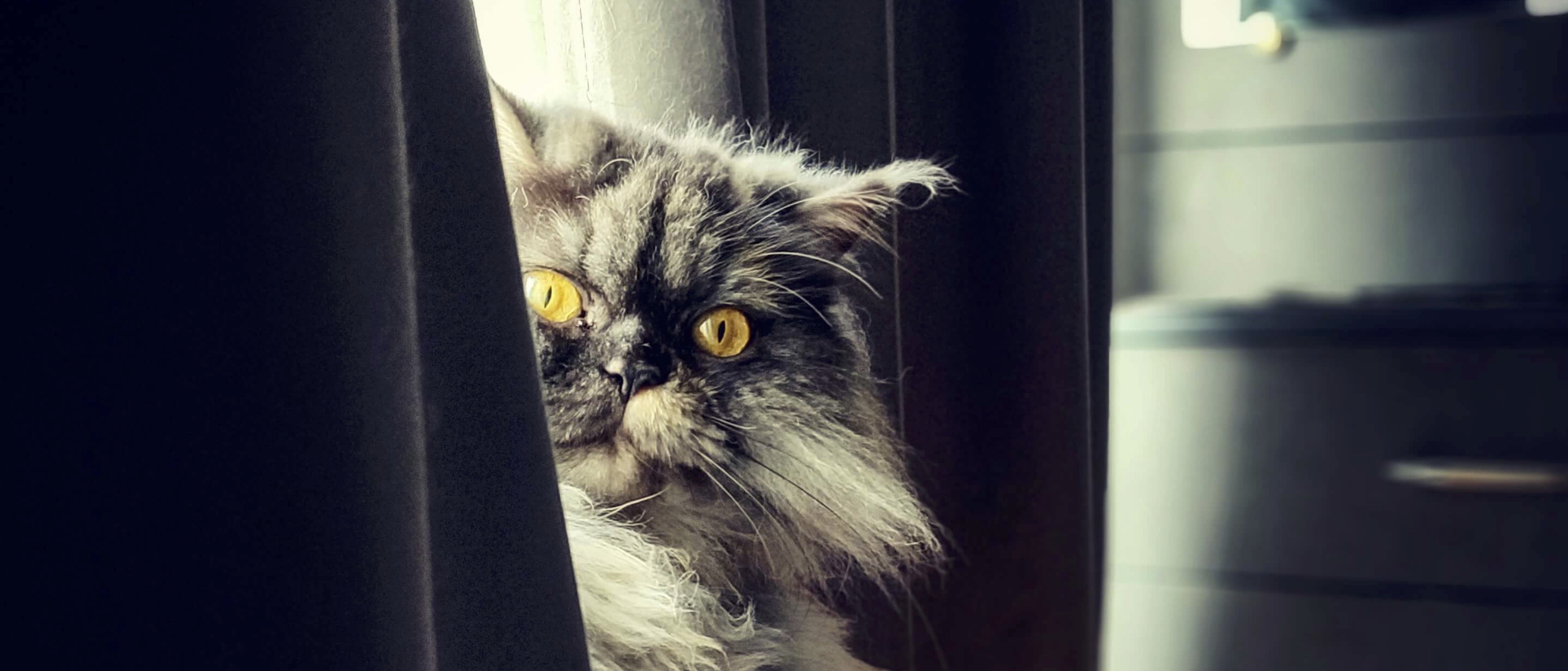 Cat hiding behind a curtain (3)