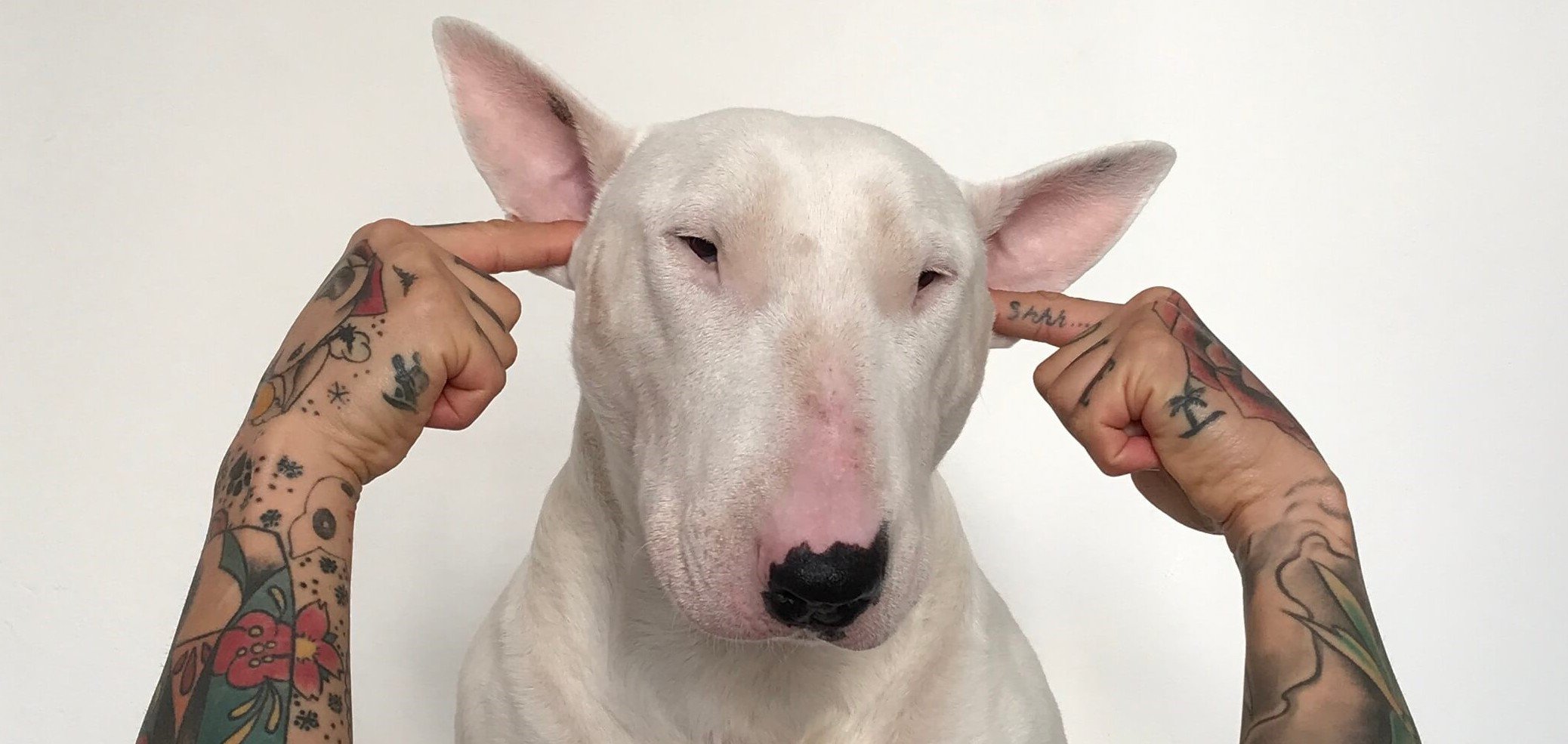 Dog with man's fingers in ears